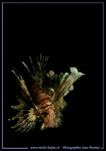 Scorpion Fish in the bay of Marsa Shagra in Egypt... :O)... by Michel Lonfat 